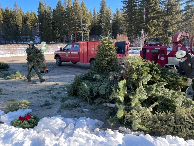 Xmas Tree chipping